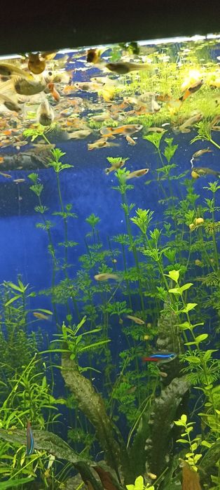 Gupiki Endlera młody narybek