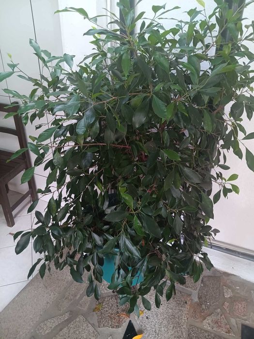 Vendo bonsai especial