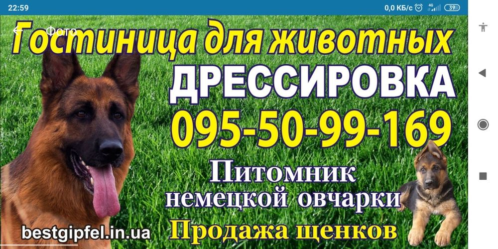 Дрессировка собак с передержкой