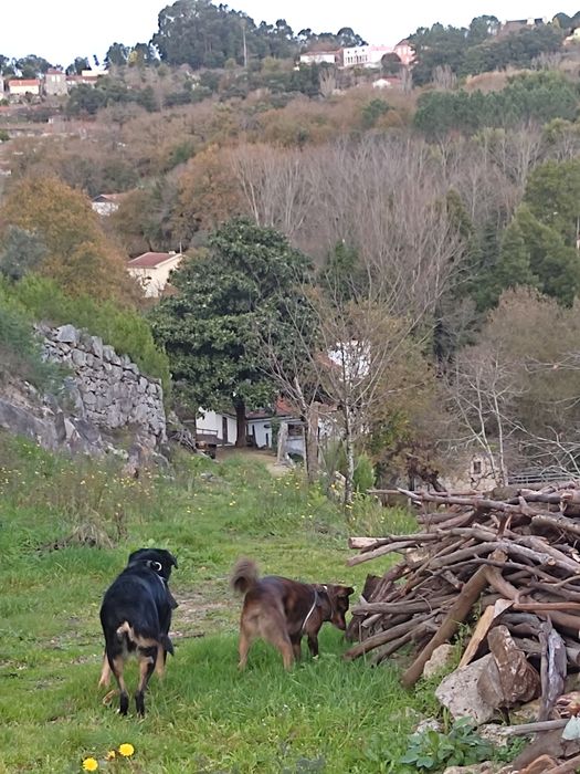 Pet sitting e dog walking no distrito do Porto