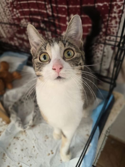 Piękne kociaki szukają domów