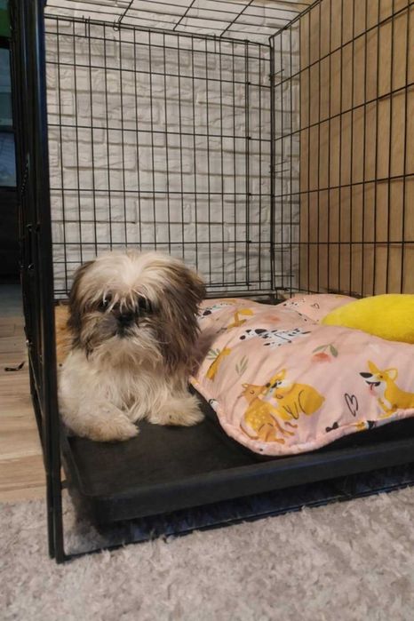 Sprzedam sunie shih tzu