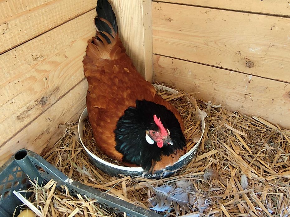 Kury Vorwerk jaja lęgowe- klasa wystawowa.