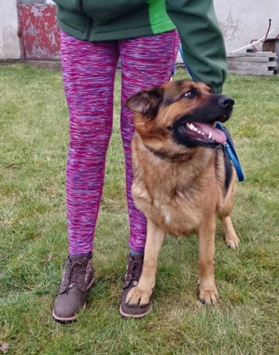 Bibi – młoda, wesoła sunia w typie owczarka do adopcji