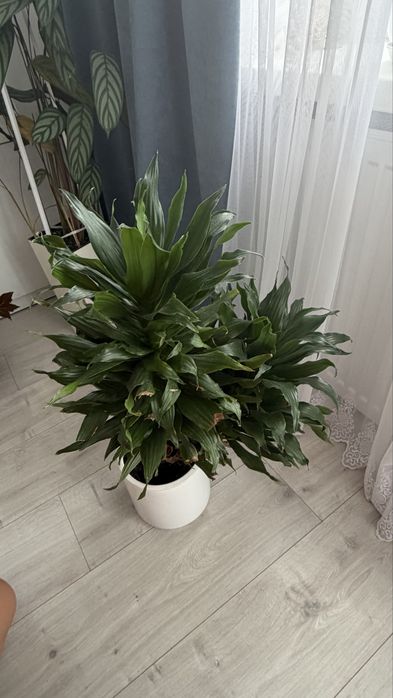 драцена компактна Dracaena Compacta