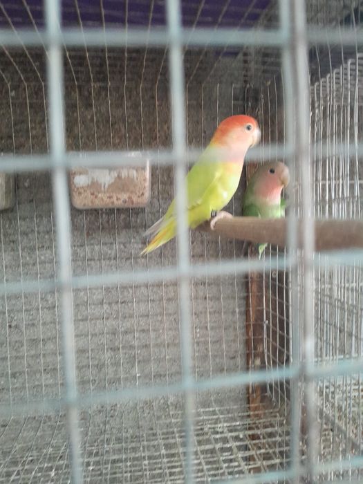 Agapornis disponíveis