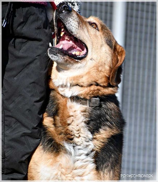 Witek – przy człowieku rozkwita jakby był szczeniakiem