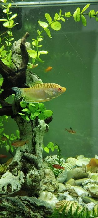 Aquario Completo para Natal!!!