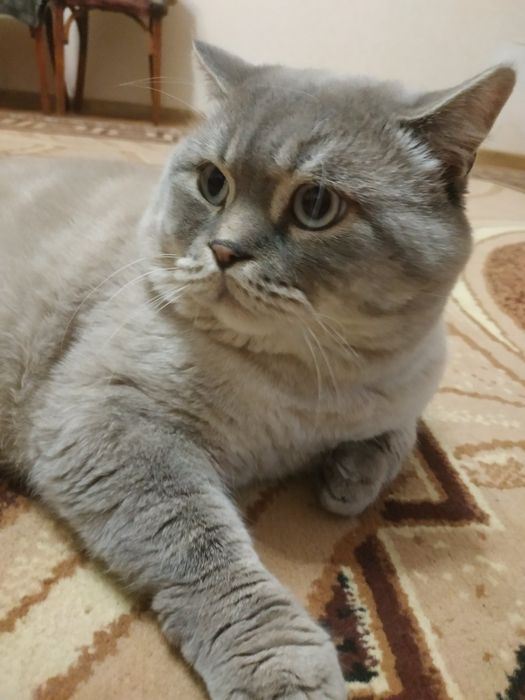 В'язка шотландського кота. Також є кошенята д.н. 13.01.26