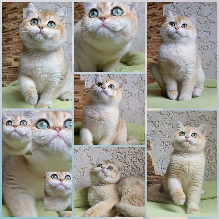 Породистые котята.Шиншила