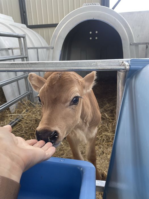 Продам бичок Джерсейської породи на племʼя,  100% Джерсейська порода