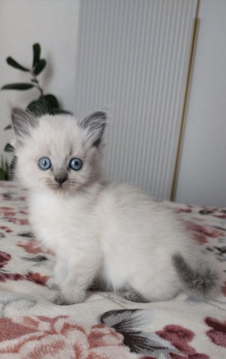 Британські довгошерсті прямовухі кошенята. Окрас Blue point