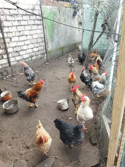 Петухи. Півні, 8 міс. не бройлерилери
