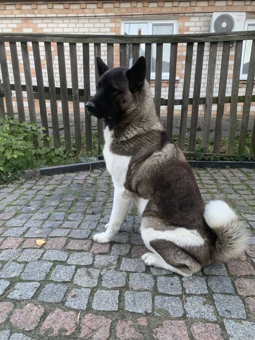 Маля американськоі акіти