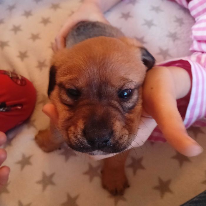 Oddam pieski w dobre ręce