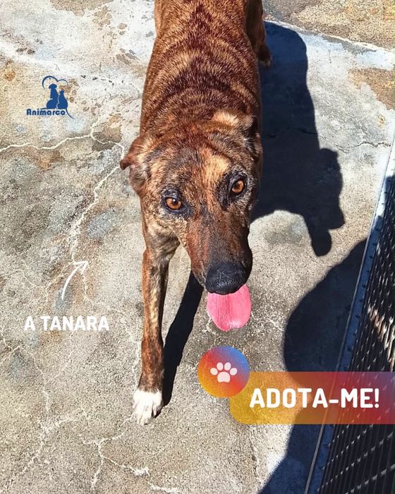 Tanara cadela porte medio