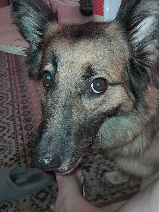 Oddam pieska owczarek niemiecki