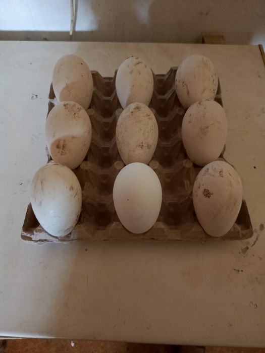 Jaja lęgowe indycze  gęsie biegusow i kacze. Jajka od Gęsi i kaczek  wysyłka
