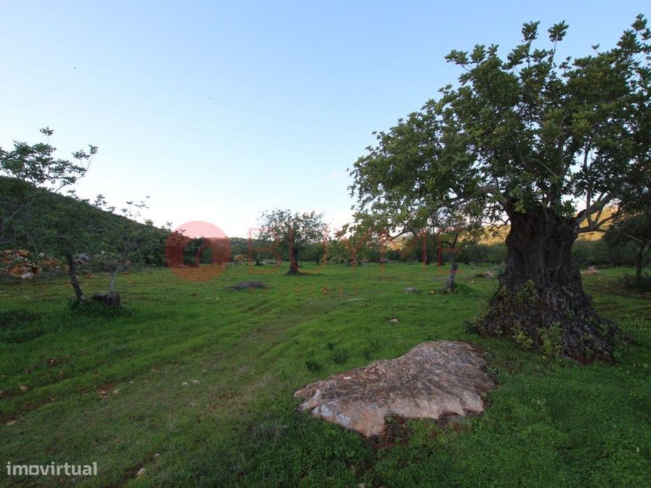 Terreno Rústico com Oliveiras em S. Brás de Alportel — São Brás de Alportel, Faro