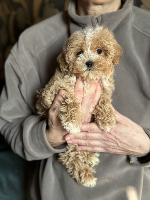 Мальтипу микро 1,5 кг