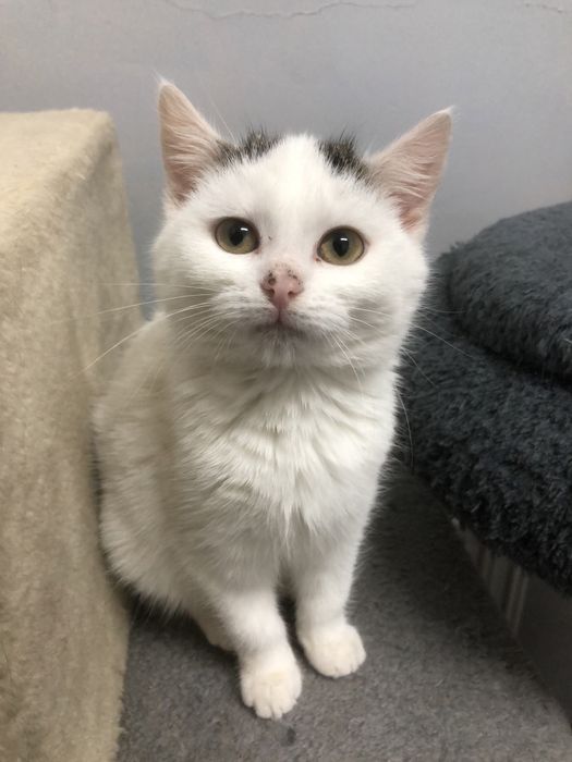 Malutka, śliczna i cudna Kitka szuka domu!