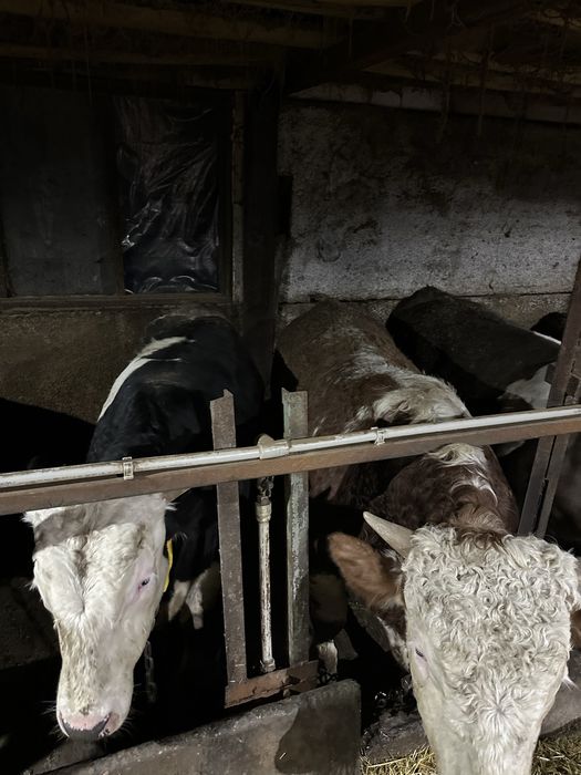 Бик бичок халяль телята(210 грн