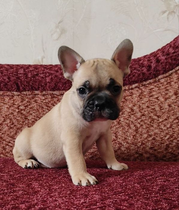 Французький бульдог