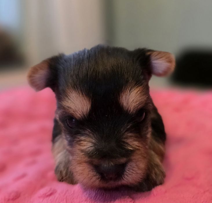 Yorkshire terrier suczka