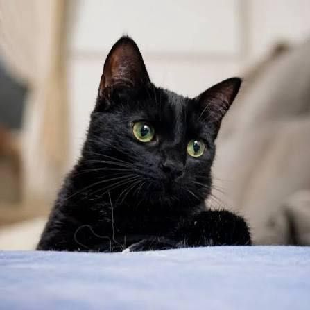 Doação gata fêmea 5 meses