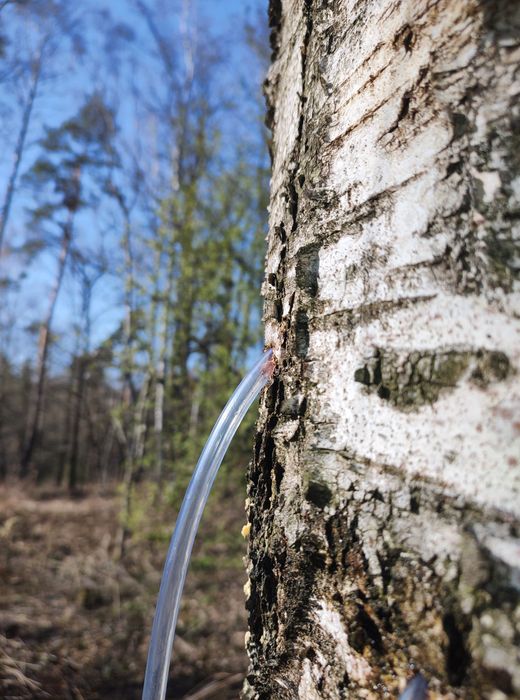 Oskoła Sok z brzozy