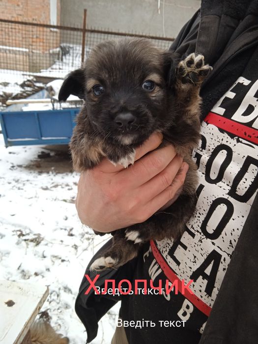 Віддамо безкоштовно у дбайливі ручки.