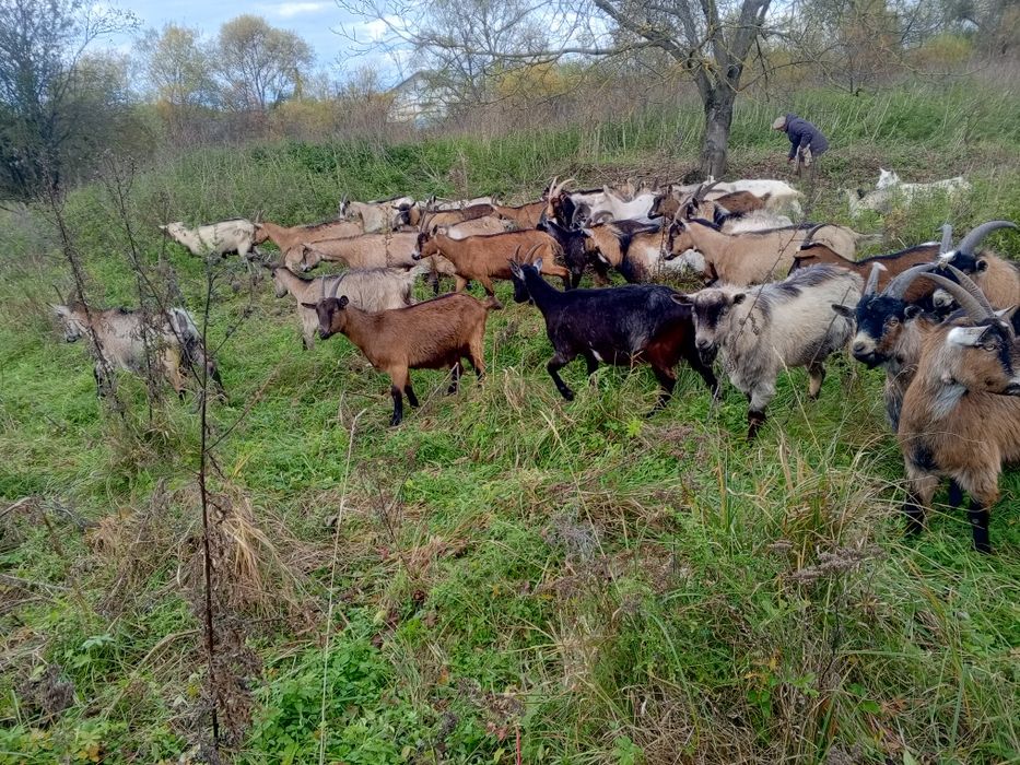 Продам стадо ціна договірна