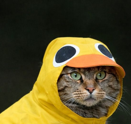 Костюм для кошки или собаки Попона Уточка и шлея с поводком