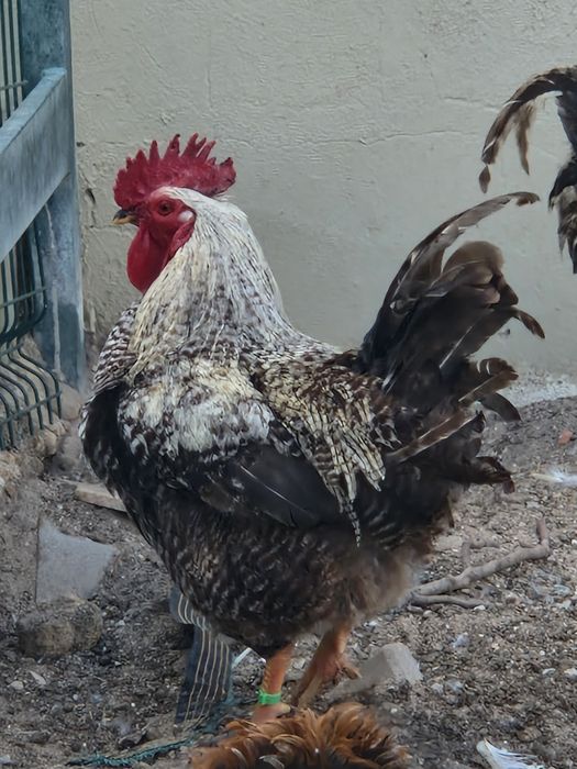 Vendo galos de varias cores