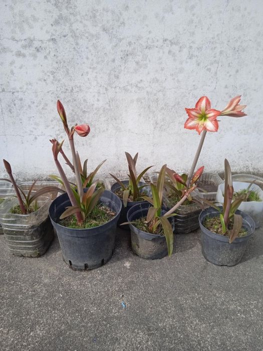 Vendo vasos com plantas bonitas para decoração da sua casa