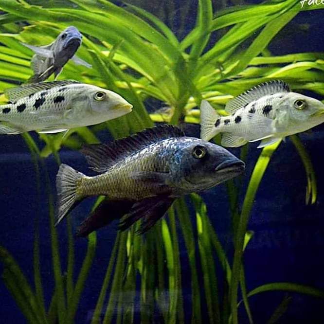 Ciclideos africanos malawi