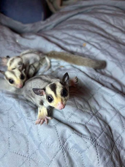 Lotopałanka karłowata|Sprawdzona hodowla|Lotki Psotki|Wyjątkowe samce