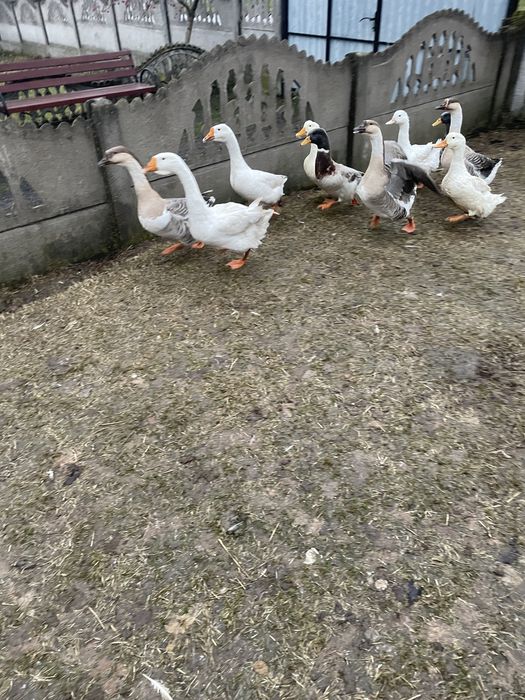 Продам гуси ! Тільки натуральна годівля!
