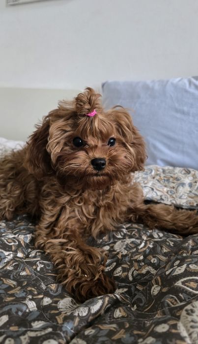 Cavapoo F1b sunia