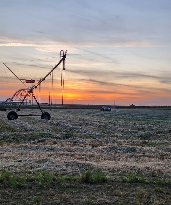 FENO bolas/Fardos, Maio 2025 em SERPA