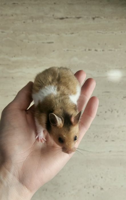 Chomik syryjski zapraszam