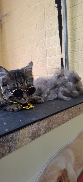 Грумінг для вашого улюбленця