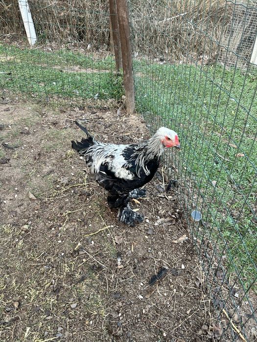 Galos brahma dark