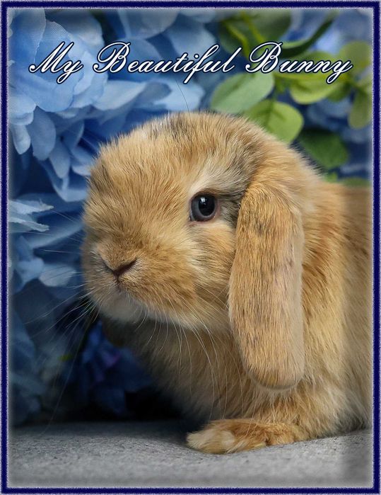 Młody Krolik Mini Lop - Harlequin