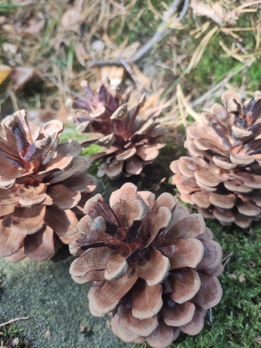 Duże szyszki sosnowe, 50szt.idealne do dekoracji stroików eko wieńcy