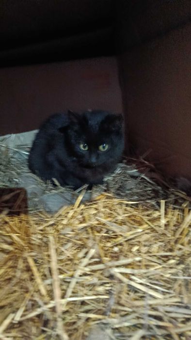 Котики шукають родину