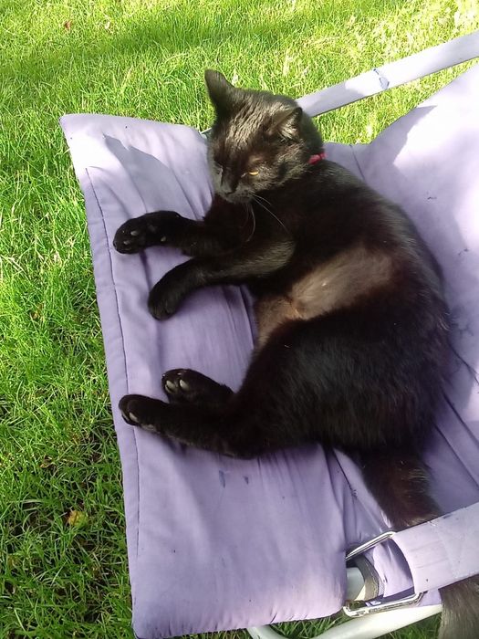 Zaginął czarny kot