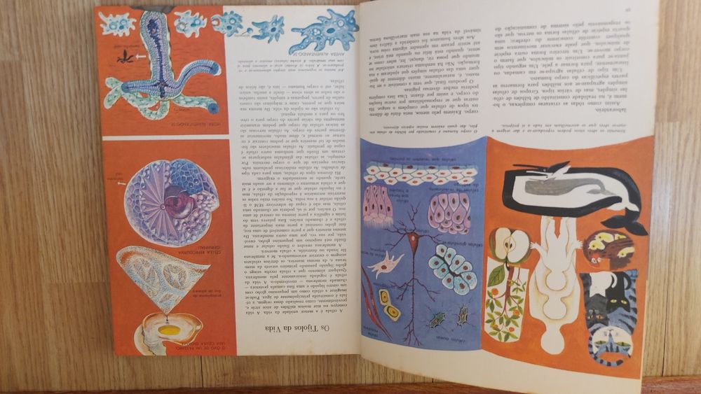 As Maravilhas do Corpo Humano o que é e como funciona