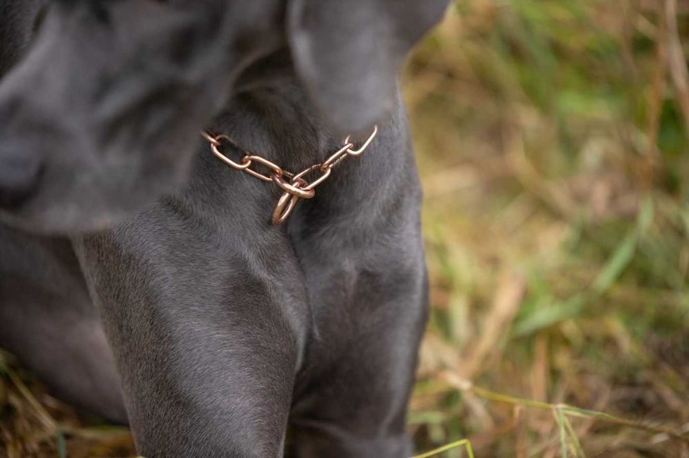 HS Sprenger Coleira Estranguladora Aço Curogan Elos Curtos - NOVA