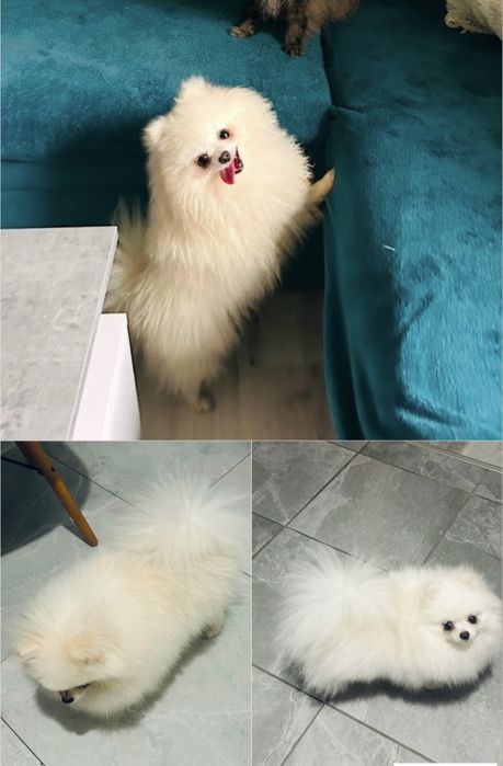 **Nero**Szpic miniaturowy, pomeranian, piesek
